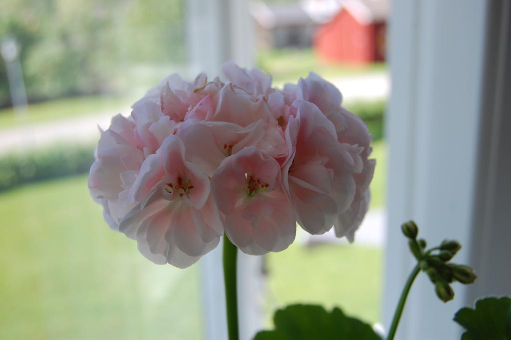 Brunnsgarden Bed & Breakfast Skellefteå Εξωτερικό φωτογραφία